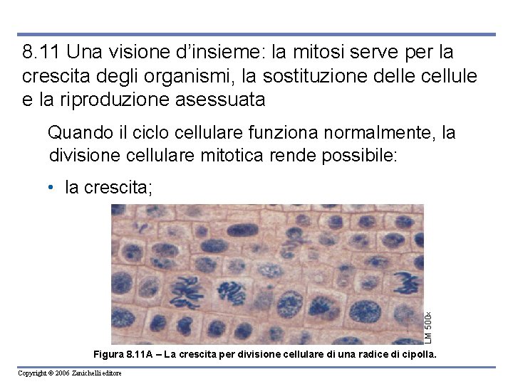 8. 11 Una visione d’insieme: la mitosi serve per la crescita degli organismi, la