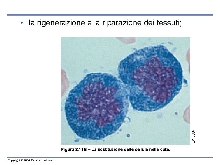 LM 700 • la rigenerazione e la riparazione dei tessuti; Figura 8. 11 B