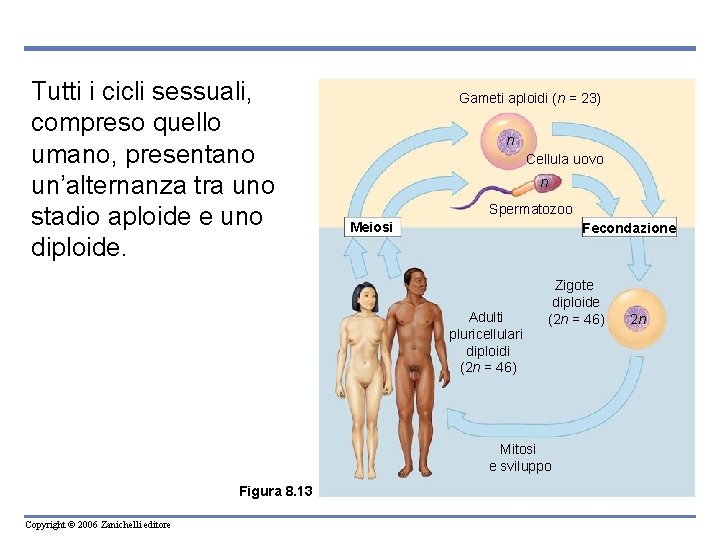 Tutti i cicli sessuali, compreso quello umano, presentano un’alternanza tra uno stadio aploide e