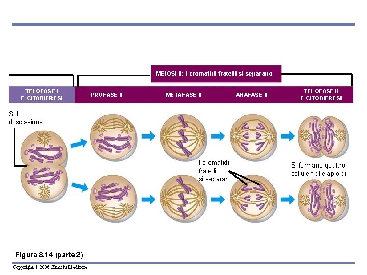 MEIOSI II: i cromatidi fratelli si separano TELOFASE I E CITODIERESI PROFASE II METAFASE