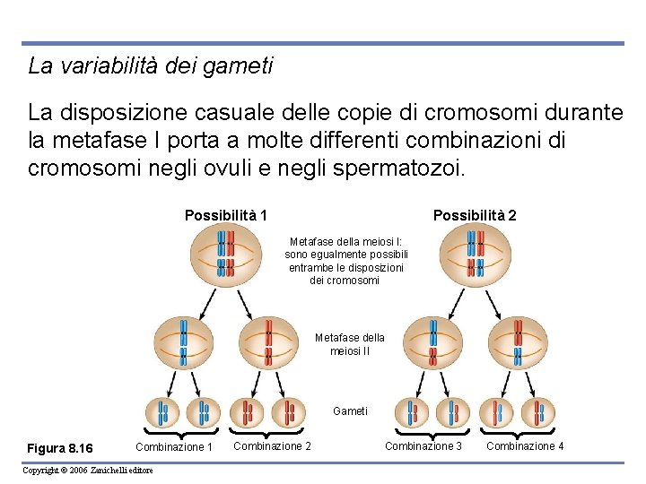 La variabilità dei gameti La disposizione casuale delle copie di cromosomi durante la metafase