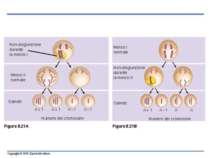 Non-disgiunzione durante la meiosi I Meiosi I normale Non-disgiunzione durante la meiosi II Meiosi