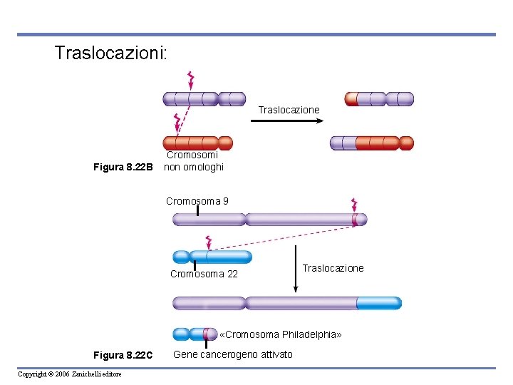 Traslocazioni: Traslocazione Figura 8. 22 B Cromosomi non omologhi Cromosoma 9 Cromosoma 22 Traslocazione