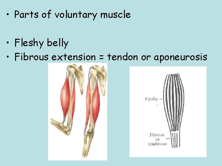  • Parts of voluntary muscle • Fleshy belly • Fibrous extension = tendon