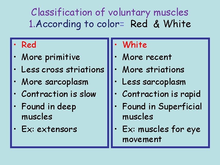 Classification of voluntary muscles 1. According to color= Red & White • • •
