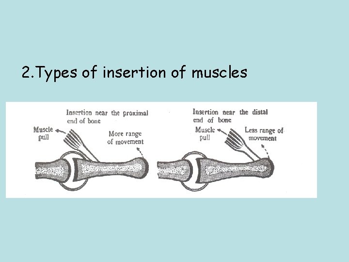 2. Types of insertion of muscles 