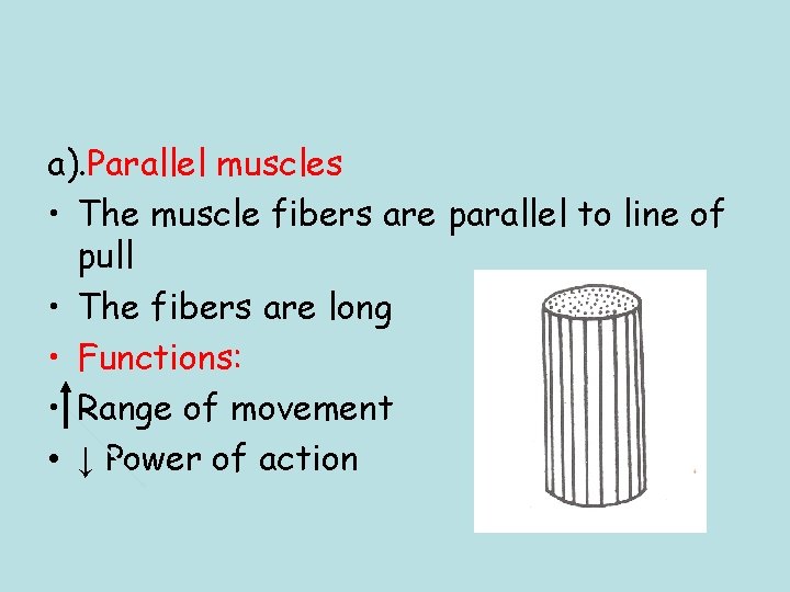 a). Parallel muscles • The muscle fibers are parallel to line of pull •