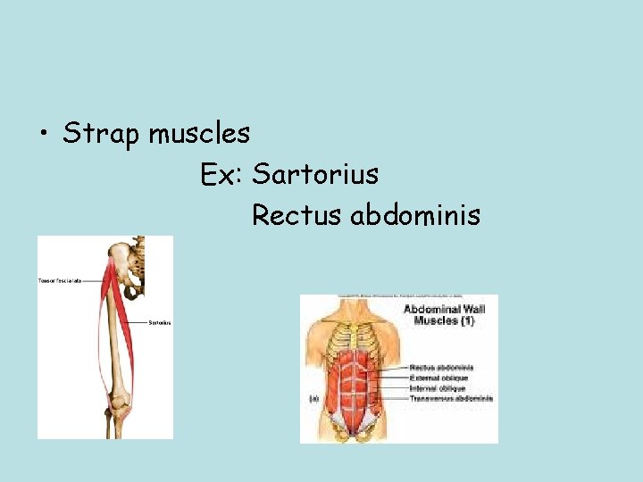  • Strap muscles Ex: Sartorius Rectus abdominis 