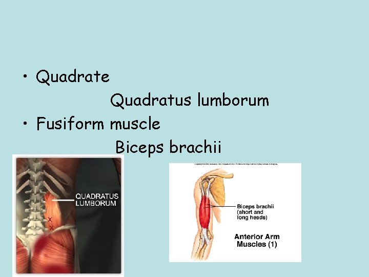  • Quadrate Quadratus lumborum • Fusiform muscle Biceps brachii 
