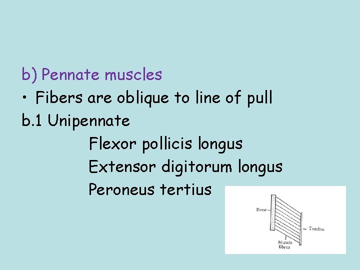 b) Pennate muscles • Fibers are oblique to line of pull b. 1 Unipennate