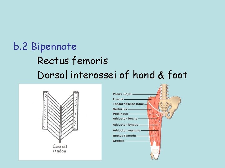 b. 2 Bipennate Rectus femoris Dorsal interossei of hand & foot 