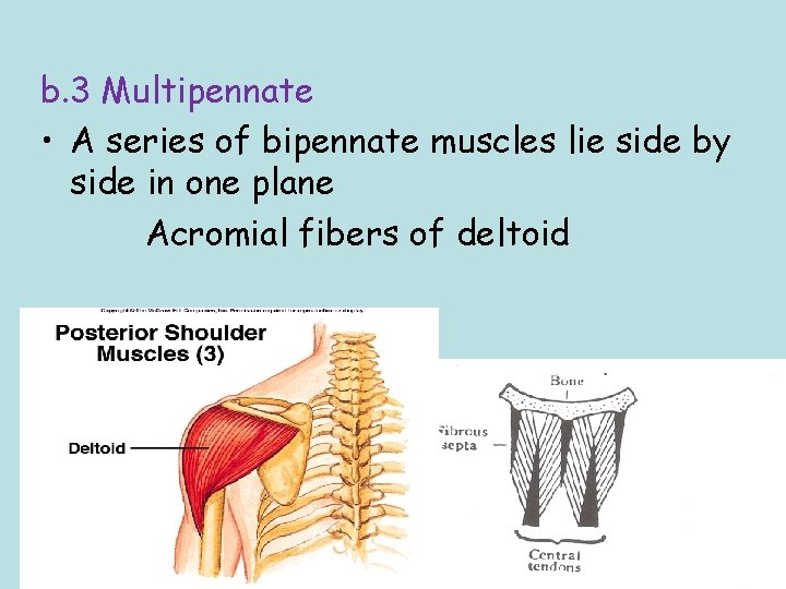 b. 3 Multipennate • A series of bipennate muscles lie side by side in
