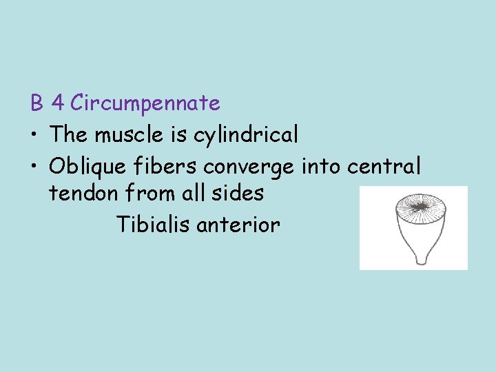 B 4 Circumpennate • The muscle is cylindrical • Oblique fibers converge into central