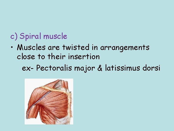 c) Spiral muscle • Muscles are twisted in arrangements close to their insertion ex-