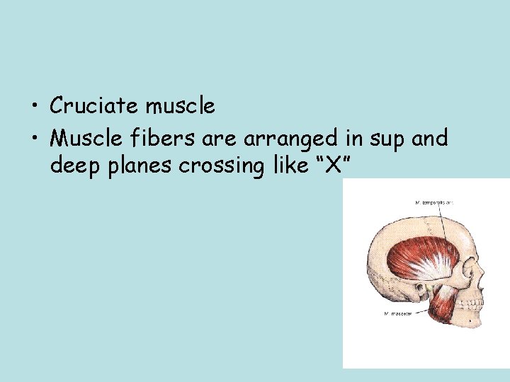  • Cruciate muscle • Muscle fibers are arranged in sup and deep planes