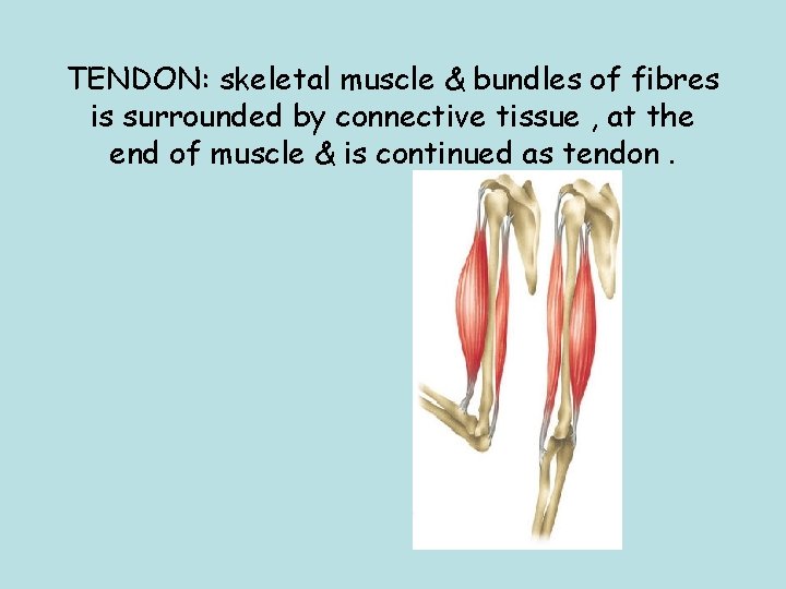 TENDON: skeletal muscle & bundles of fibres is surrounded by connective tissue , at