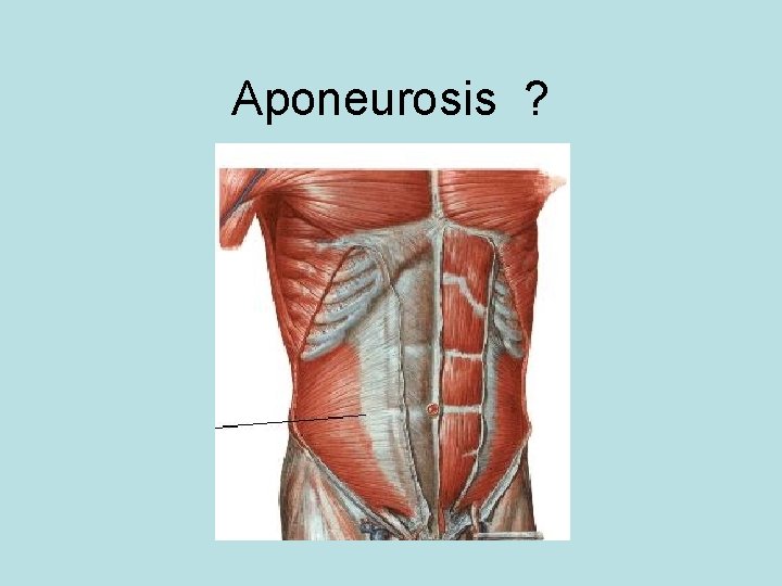 Aponeurosis ? 