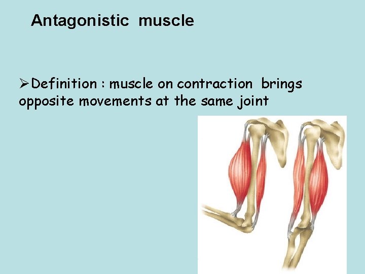 Antagonistic muscle ØDefinition : muscle on contraction brings opposite movements at the same joint