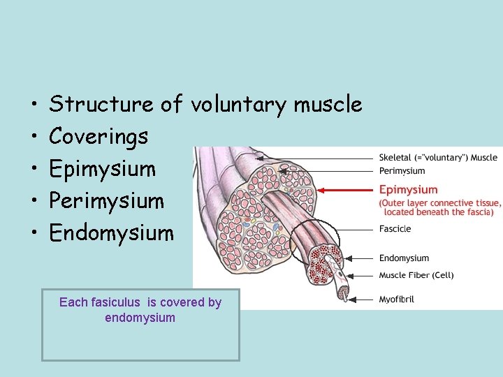  • • • Structure of voluntary muscle Coverings Epimysium Perimysium Endomysium Each fasiculus