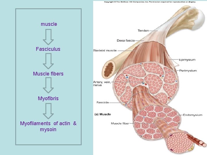 muscle Fasciculus Muscle fibers Myofibris Myofilaments of actin & mysoin 