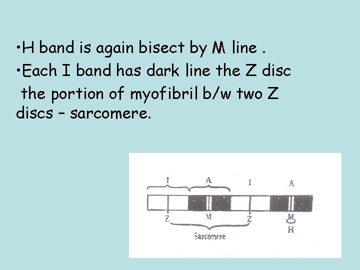  • H band is again bisect by M line. • Each I band