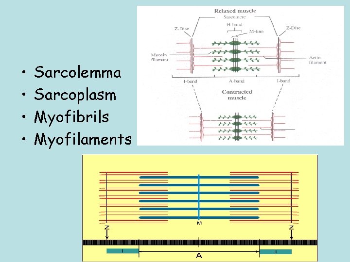  • • Sarcolemma Sarcoplasm Myofibrils Myofilaments 