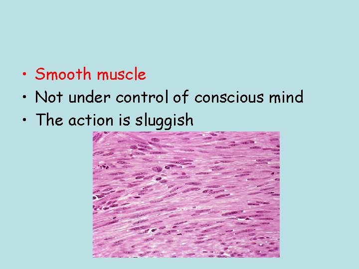  • Smooth muscle • Not under control of conscious mind • The action