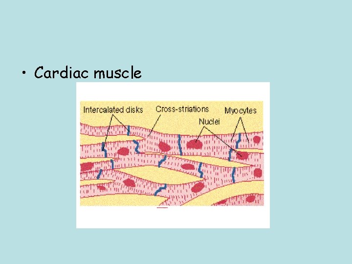  • Cardiac muscle 