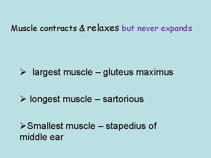 Muscle contracts & relaxes but never expands Ø largest muscle – gluteus maximus Ø