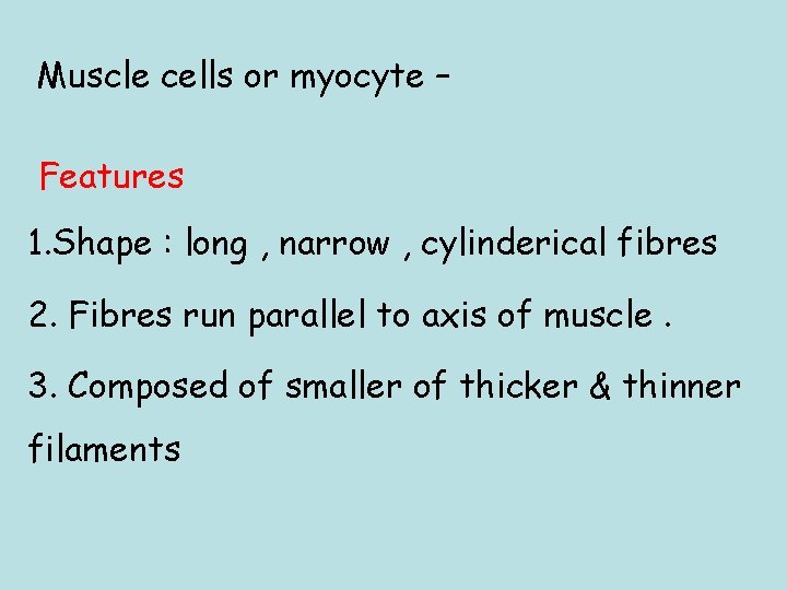 Muscle cells or myocyte – Features 1. Shape : long , narrow , cylinderical