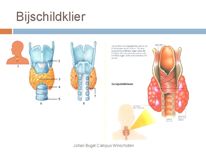 Bijschildklier Johan Bugel Campus Winschoten 