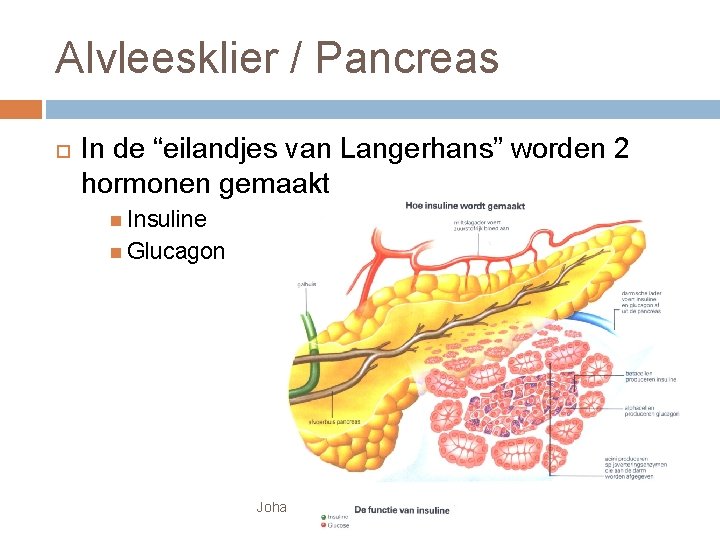 Alvleesklier / Pancreas In de “eilandjes van Langerhans” worden 2 hormonen gemaakt Insuline Glucagon