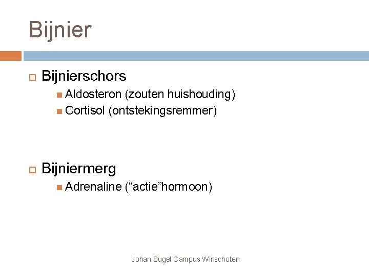 Bijnier Bijnierschors Aldosteron (zouten huishouding) Cortisol (ontstekingsremmer) Bijniermerg Adrenaline (“actie”hormoon) Johan Bugel Campus Winschoten