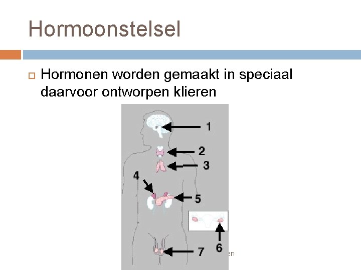 Hormoonstelsel Hormonen worden gemaakt in speciaal daarvoor ontworpen klieren Johan Bugel Campus Winschoten 