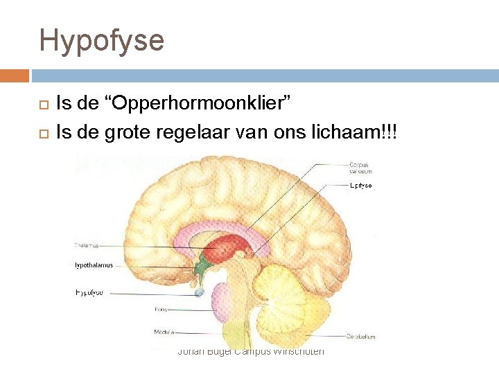 Hypofyse Is de “Opperhormoonklier” Is de grote regelaar van ons lichaam!!! Johan Bugel Campus
