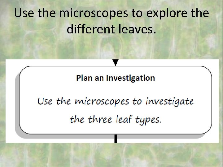 Use the microscopes to explore the different leaves. 