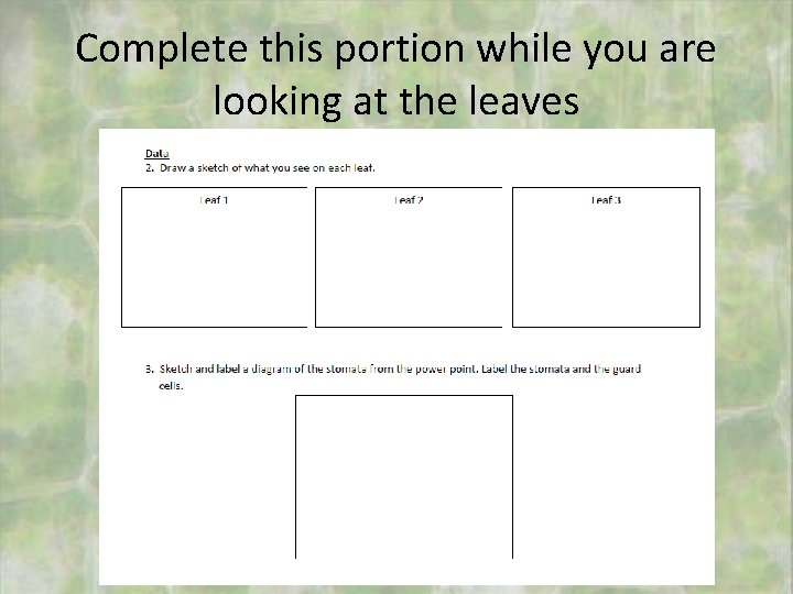 Complete this portion while you are looking at the leaves 