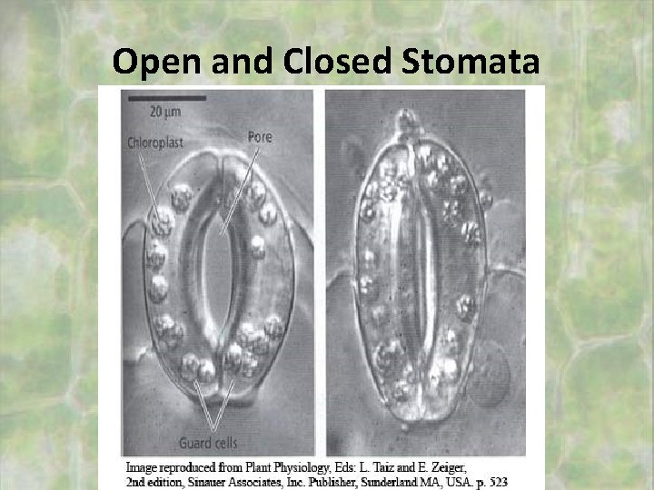 Open and Closed Stomata 