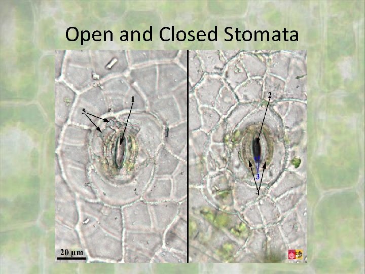Open and Closed Stomata 