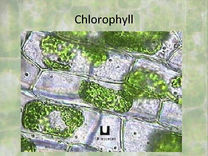 Chlorophyll 