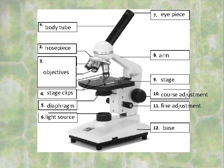 eye piece 7. body tube nosepiece 8. 3. arm objectives 9. stage 4. stage