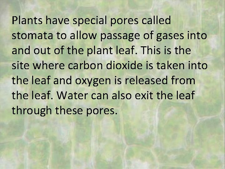 Plants have special pores called stomata to allow passage of gases into and out