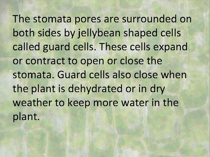 The stomata pores are surrounded on both sides by jellybean shaped cells called guard
