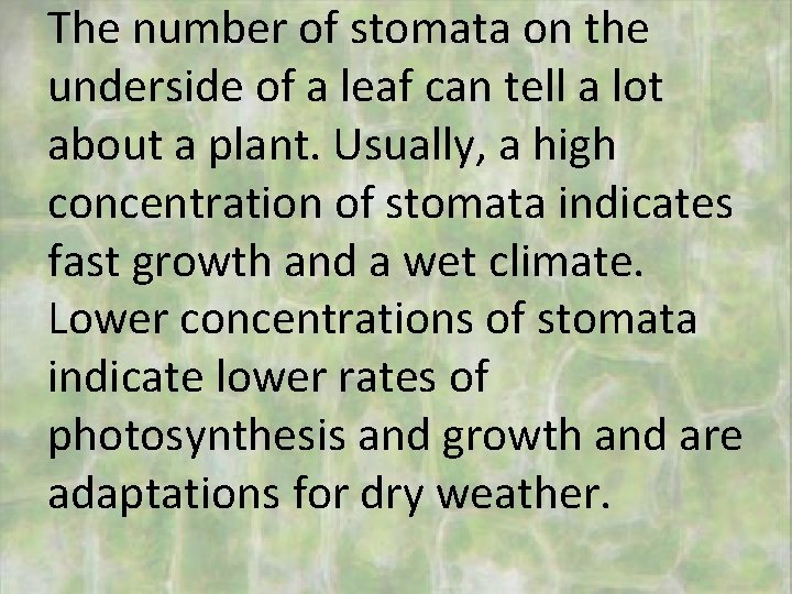 The number of stomata on the underside of a leaf can tell a lot