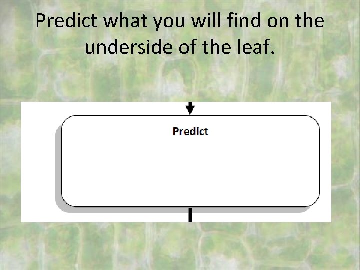 Predict what you will find on the underside of the leaf. 