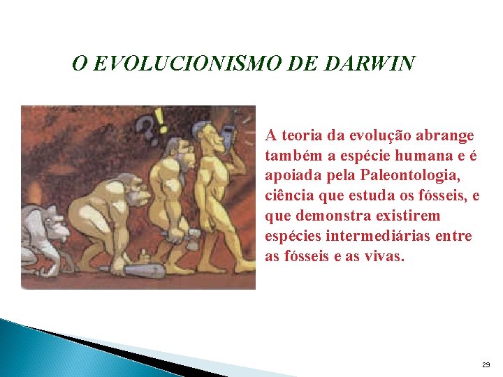 O EVOLUCIONISMO DE DARWIN A teoria da evolução abrange também a espécie humana e