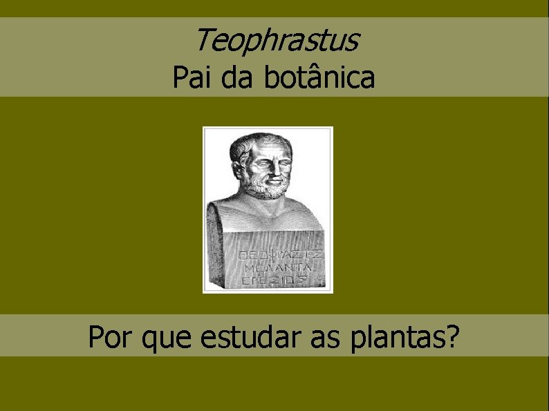 Teophrastus Pai da botânica Por que estudar as plantas? 