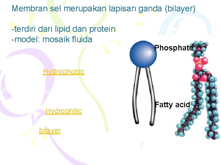Membran sel merupakan lapisan ganda (bilayer) -terdiri dari lipid dan protein -model: mosaik fluida