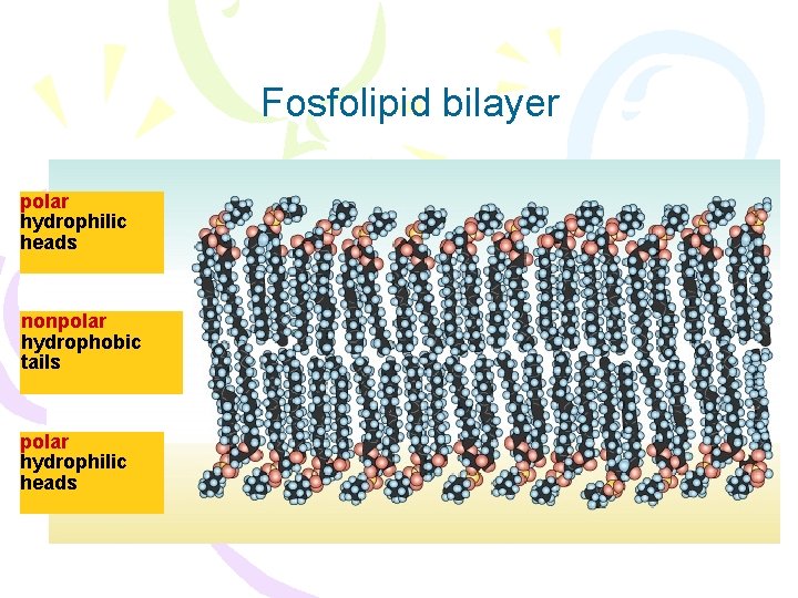 Fosfolipid bilayer polar hydrophilic heads nonpolar hydrophobic tails polar hydrophilic heads 