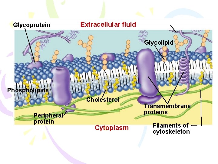 Glycoprotein Extracellular fluid Glycolipid Phospholipids Cholesterol Peripheral protein Cytoplasm Transmembrane proteins Filaments of cytoskeleton